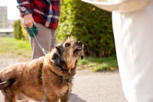 Dog Bite Injury